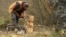 Sasa Dulovic from Kolasin, Montenegro makes wooden sculptures with a chainsaw – screenshot