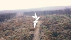 Érdekében állhat-e az erdőnek, hogy nagy területeket vágjanak ki belőle?