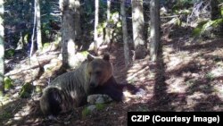 Gjatë vitit të kaluar, Ministria e Bujqësisë dhe Pylltarisë e Malit të Zi regjistroi 51 raste të dëmeve të shkaktuara nga arinjtë.