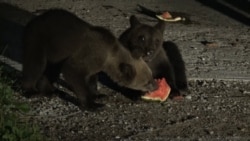 "Mindenhol ott vannak": medvék törnek be erdélyi házakba