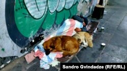 ძაღლის სხეულის ტემპერატურა, საშუალოდ, 38-39 გრადუსია