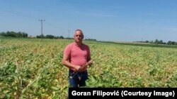 Poljoprivrednik Goran Filipović, na svom polju u selu Kisač kod Novog Sada, 14. septembar 2024.