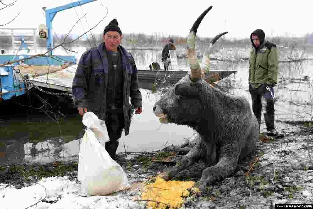 Aproximativ 20 de crescători locali de vite au venit pe insulă pentru a da o mână de ajutor la evacuarea și hrănirea animalelor.&nbsp;(Foto: Nenad MIHAJLOVIC, AFP)