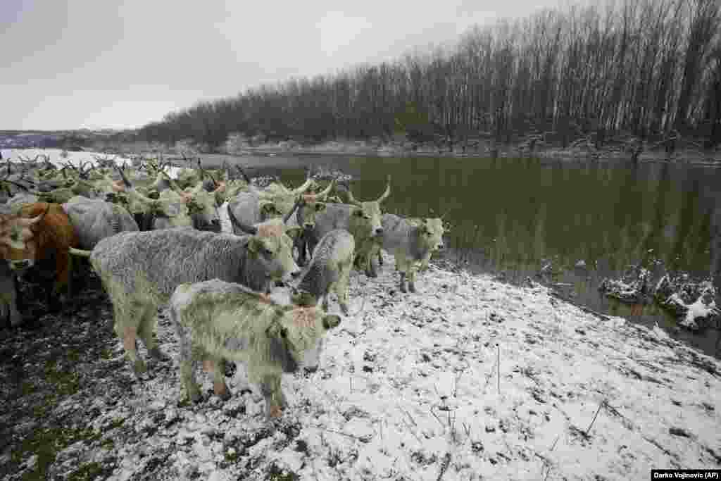 Pentru că nivelul apei a fost mai mare decât de obicei, animalele nu au putut străbate vadul pentru a ajunge pe celălalt mal.&nbsp;(Foto: Darko Vojinovic, AP)