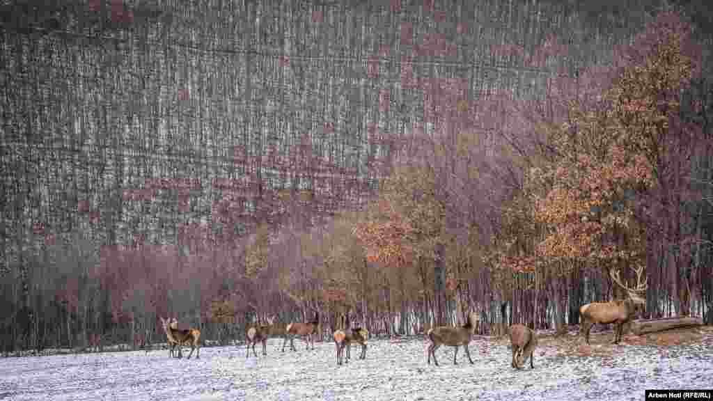 Zemljište na kojem ove životinje borave pripada porodici Tullari, koja je počela da uzgaja jelene prije otprilike 10 godina, kao hobi.