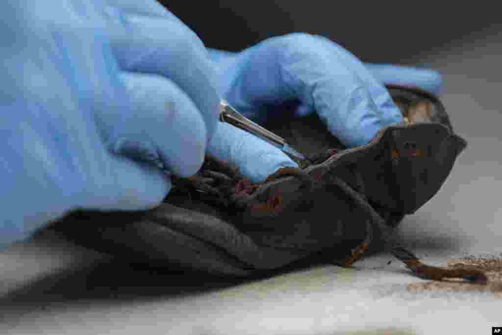 U suvremenom konzervatorskom laboratoriju na području bivšeg logora Auschwitz, djelatnik muzeja skida hrđu sa malih smeđih cipela koje su nosila djeca prije nego što su ubijena u plinskim komorama.