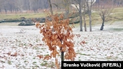 Mlado stablo hrasta kojeg pojedini građani uoči Božića seku za Badnjak. Iz uprave memorijalnog centra svake godine pozivaju građane da to ne čine
