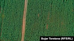 Pogled odozgo na polje zasađeno suncokretom.