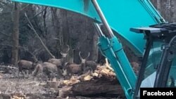 Munkagépekkel megzavart szarvasok a tihanyi Kenderföldeken. Forrás: HKK Civil Társaság