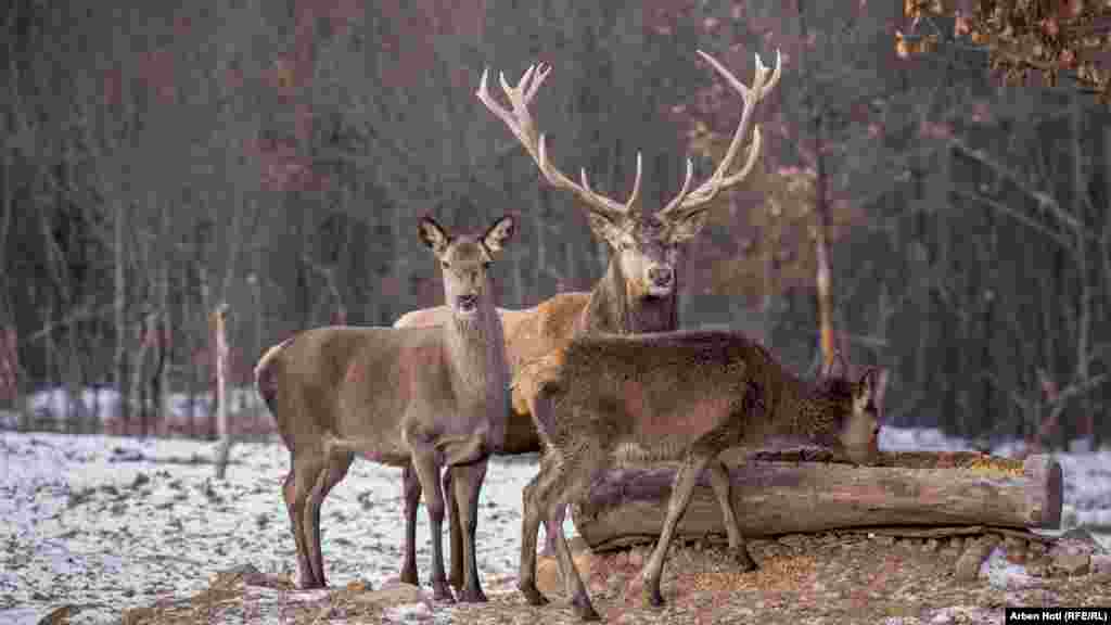 Životinje se moraju hraniti svaki dan, posebno tokom zimskih mjeseci.