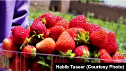 Ilustrativna fotografija voća od 26. jula 2023.