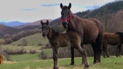 Opstanak autohtonog bosanskog brdskog konja