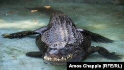 Муджа е без Муджа преден десен крак.