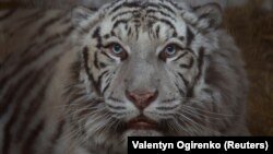 Háborús zónából mentett, traumatizált nagymacskák várnak új otthonra egy ukrán menhelyen