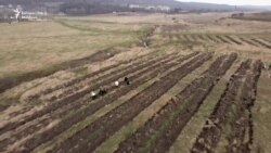 5.000 de puieți, plantați într-o singură zi la Bălăbănești