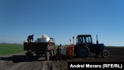 Dan Caraiman a plantat pentru prima dată anul acesta năut. Este în căutarea unei culturi mai rezistente la secetă