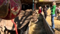 Novogodišnji bal magaraca