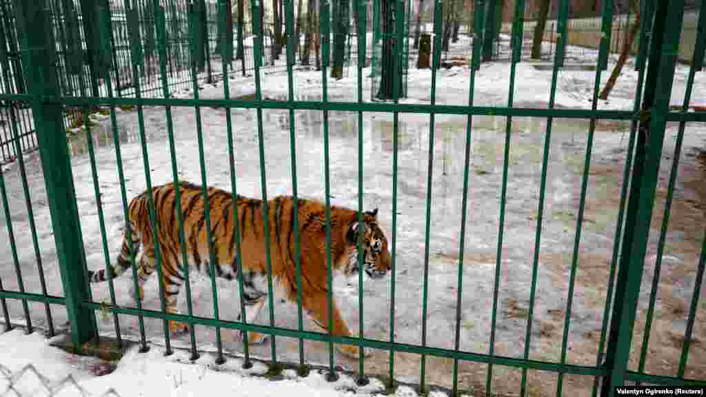 Később Popova létrehozott egy közösségi oldalt Help The Lioness (Segítség az oroszlánnak) címmel, amelyen keresztül többen megtalálták segítséget kérve más állatok, például ennek a tigrisnek a megmentéséhez