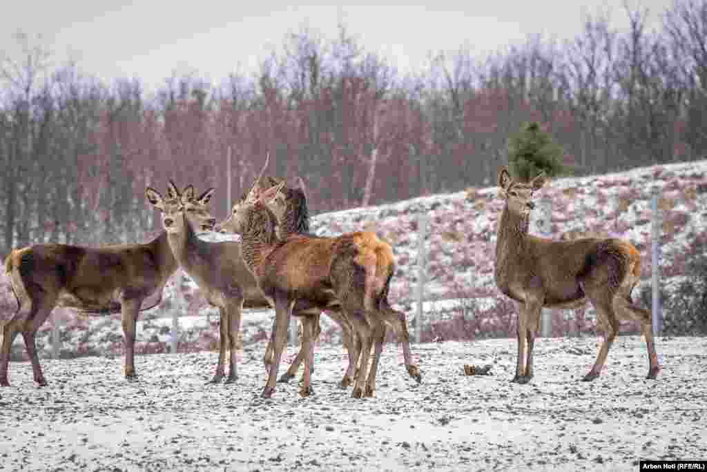 U kasnu jesen do rane zime, jeleni odbacuju rogove.