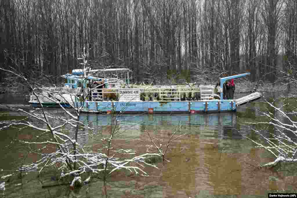 Alarmați, crescătorii au cerut ajutor. O organizație de stat care are grijă de pădurile și căile navigabile din nordul Serbiei a adus o barjă pentru a-i ajuta.(Foto: Darko Vojinovic, AP)