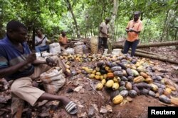 Radnici odvajaju zaražena zrna kakaa na farmi u San Pedru, Obala Slonovače, avgust 2010.