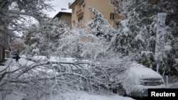 Дърво, паднало върху автомобили в София след снеговалежа