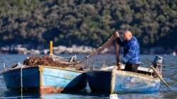 Lav, papagaj i rak osvajaju Jadran