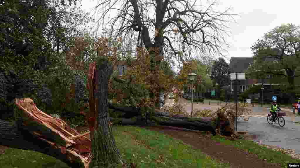 Egy kerékpáros kitört fák mellett halad el egy parkban a belgiumi Gentben november 2-án.&nbsp;A belga városában két ember halt meg - egy ötéves és egy hatvannégy éves német nő, aki az országba látogatott. Mindkét halálesetet lehulló faágak okozták&nbsp;