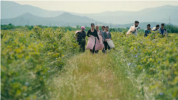 Industria trandafirilor din Bulgaria se ofilește din cauza lipsei de culegători