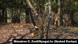 Elkezdték a terület rendbetételét