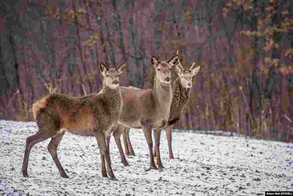 Pored krda u Orlanu, porodica Tullari ima još jedno veće krdo u selu Sharban. Za sada, porodicu zanima samo uzgoj.