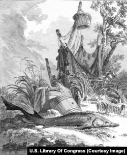 Upecana jesetra i oprema za pecanje.