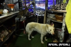 Животные, которые живут вместе с художником