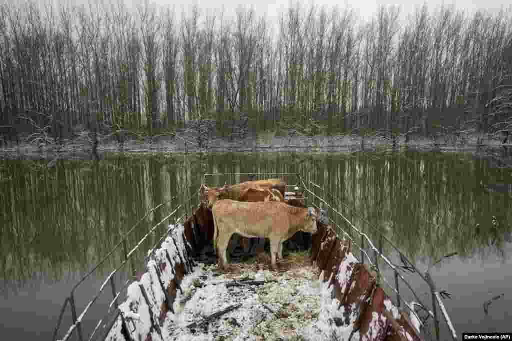 După traversarea fluviului cu feribotul, vitele sunt mânate către terenuri mai înalte pentru a pășuna.&nbsp;(Foto: Darko Vojinovic, AP)