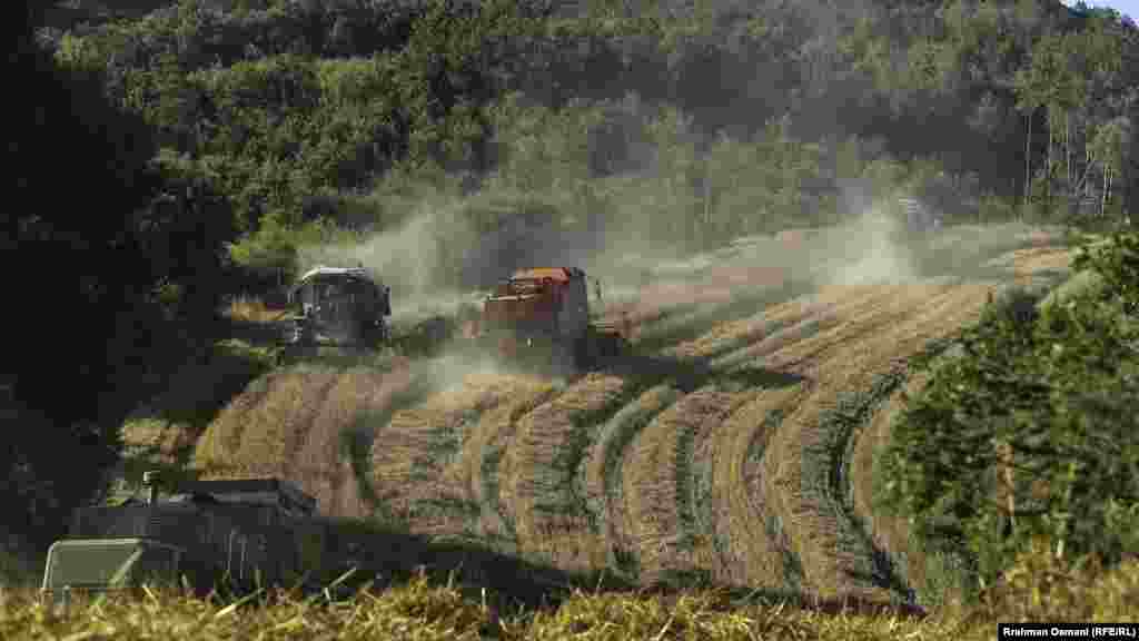 Autokombajnat duke korrur në një arë të mbjellë me grurë.