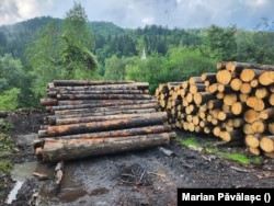 Lemnul tăiat ilegal putea încărca 30 de autocamione cu remorcă.