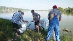 Pește mort, în lacul de la Drăsliceni