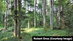 Prašuma Trstionica, jedna od 12 prašuma koliko ih ima u BiH, januar 2024.