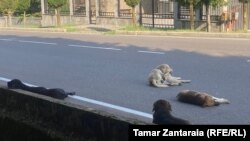 ზუგდიდის ერთ-ერთი ქუჩა