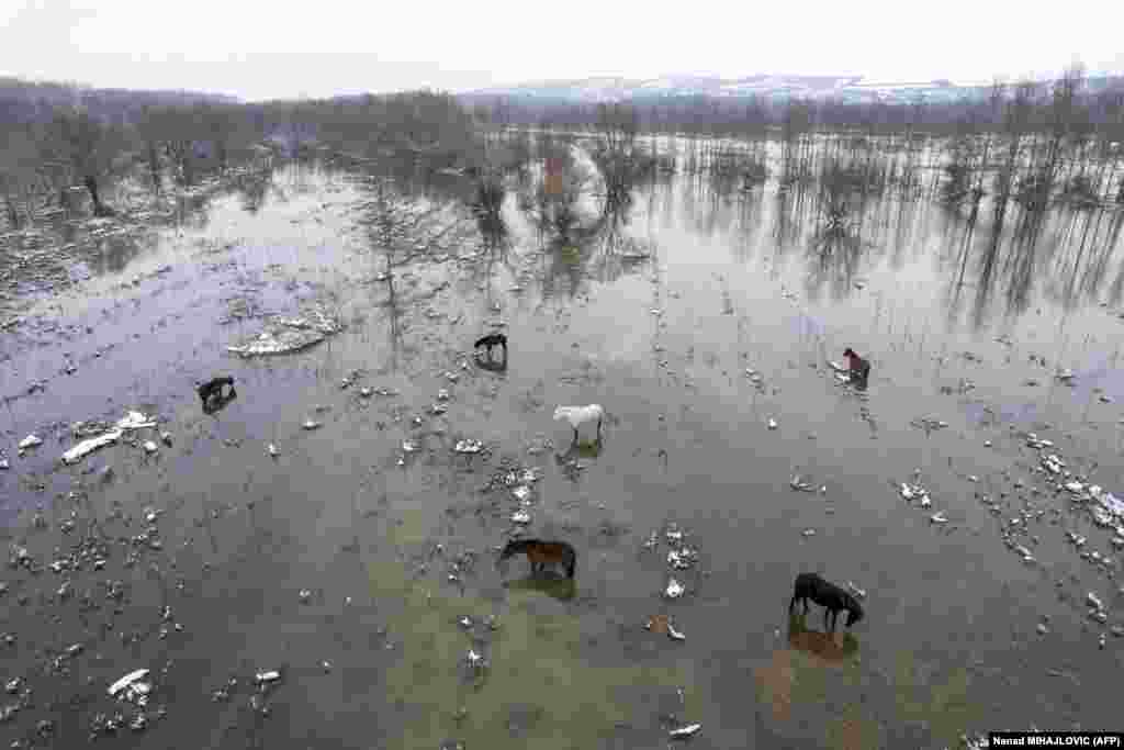 Crescătorii de animale din zonă spun că salvarea tuturor animalelor blocate ar mai putea dura câteva zile. (Foto: Nenad MIHAJLOVIC, AFP)