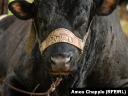 Egy Soko nevű állat vár a megmérettetésre