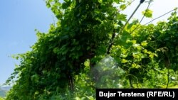 Vreshtarët duke spërkatur rrushin.