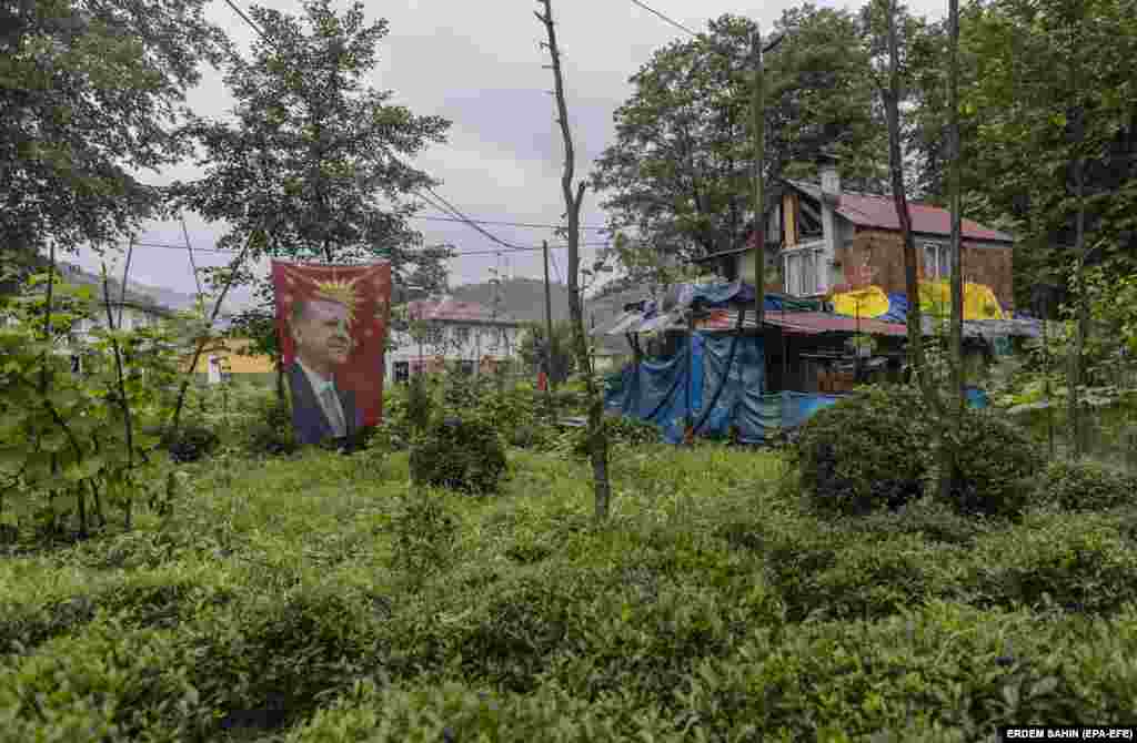 Сопственикот на плантажа за чај во Ризе истакна транспарент на турскиот претседател Реџеп Таип Ердоган, кој е на функцијата 20 години. Како лидер со најдолг стаж во земјата, Ердоган успешно го искористи агресивниот антиимиграциски став на опозицијата за да придобие нови гласачи и да освои уште еден мандат претходно оваа година.