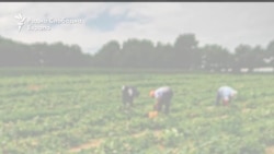 Австриска фирма не може да наплати отштета од ДЕНА продукт