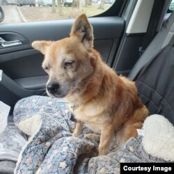 Multe dintre animalele evacuate de Daria sunt în stare precară.