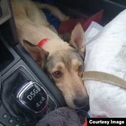 Multe dintre animale sunt prea îngrozite pentru a fi agresive.