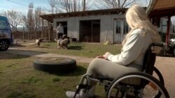 Од Цвета до Лејди Гага – шарпланинците на Марија заминуваат во странство