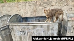 Gladne mačke na ulicama crnogorskih gradova, Podgorica, 2. jun 2024.