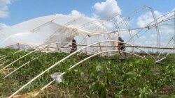 'Kao u horor filmovima': Poljoprivrednici u Srbiji nakon nevremena