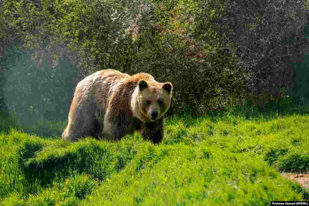Ky pyll, që ofron strehim të përhershëm për arinjtë e murrëm, ka siguruar që secili banor i tij, të ketë një hapsirë prej 5.000 metrash katrorë.&nbsp;